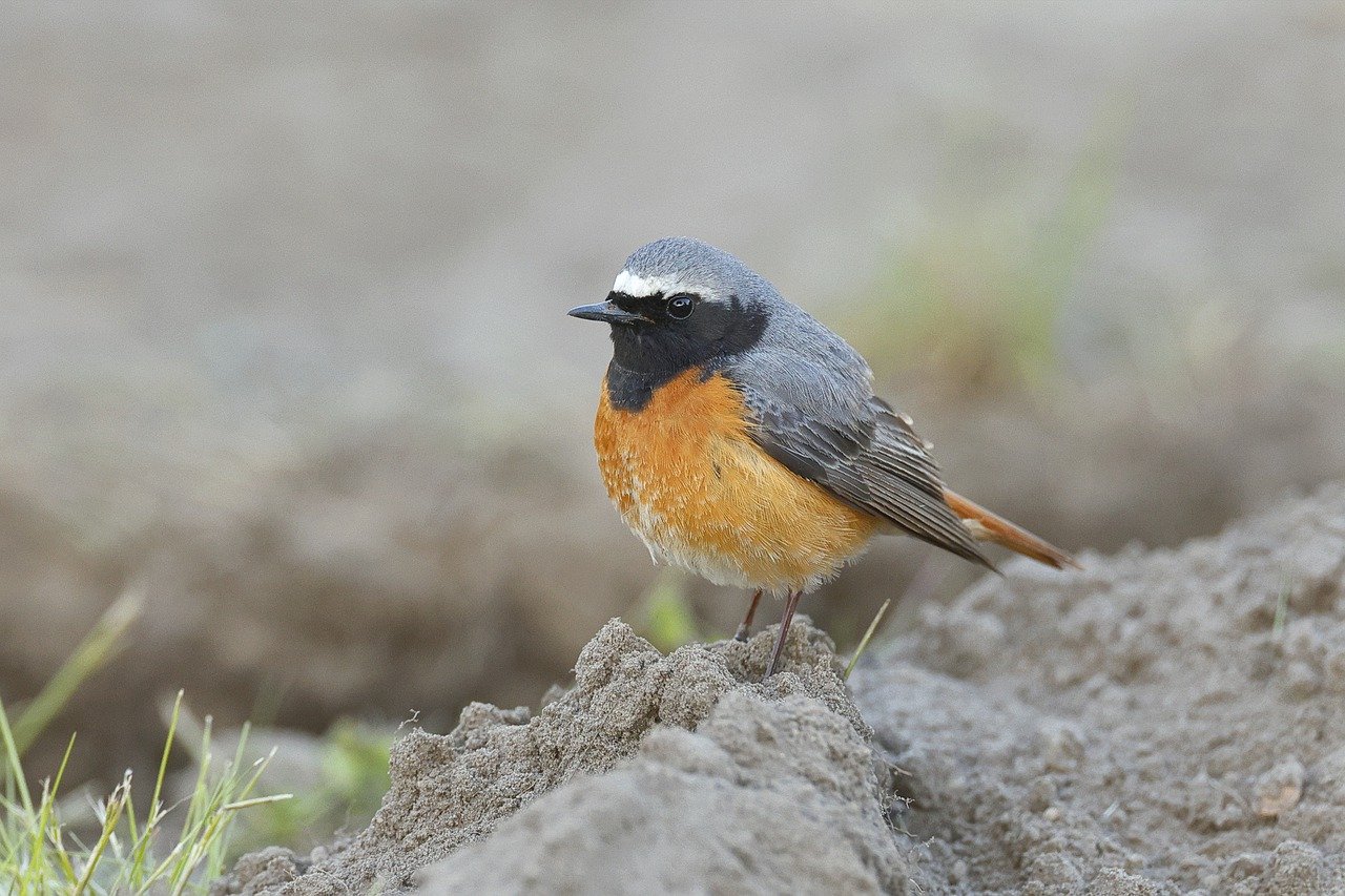 Protégez le jardin des taupes grâce à nos astuces écologiques